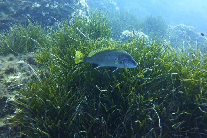 Diving Capo Carbonara MPA: Single Dive to Isola dei Cavoli & Serpentara
