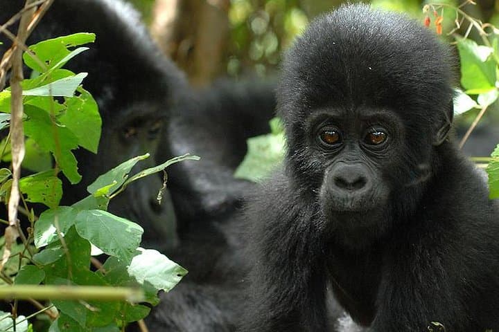 3-Day Bwindi Gorilla Trekking Expedition — Mountain Gorillas & Batwa Cultural Tour photo 1