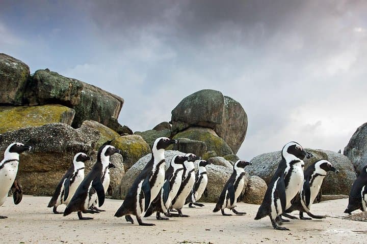 Cape Town Table Mountain, Penguins & Cape Point All-Inclusive Day Tour photo 2