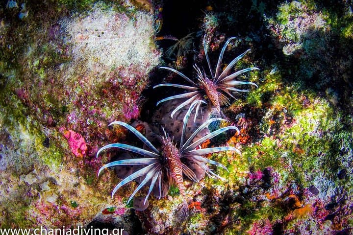 Chania Boat Trip and Guided Snorkeling to the Blue Cave photo 6