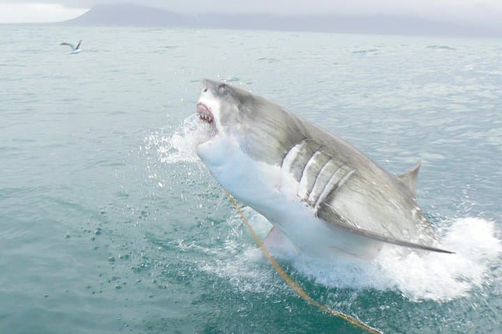 Shark Cage Diving at Shark Alley (Kleinbaai) — Guided Cage Dives & Boat Viewing photo 2