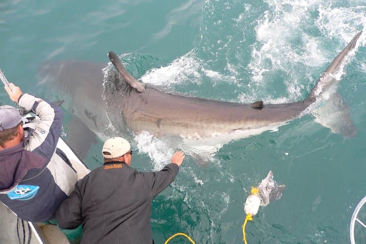 Shark Cage Diving at Shark Alley (Kleinbaai) — Guided Cage Dives & Boat Viewing photo 3
