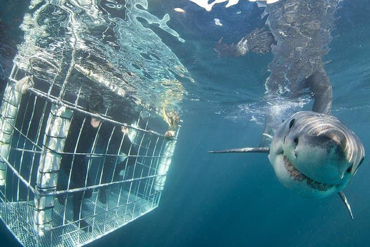 Shark Cage Diving at Shark Alley (Kleinbaai) — Guided Cage Dives & Boat Viewing photo 4