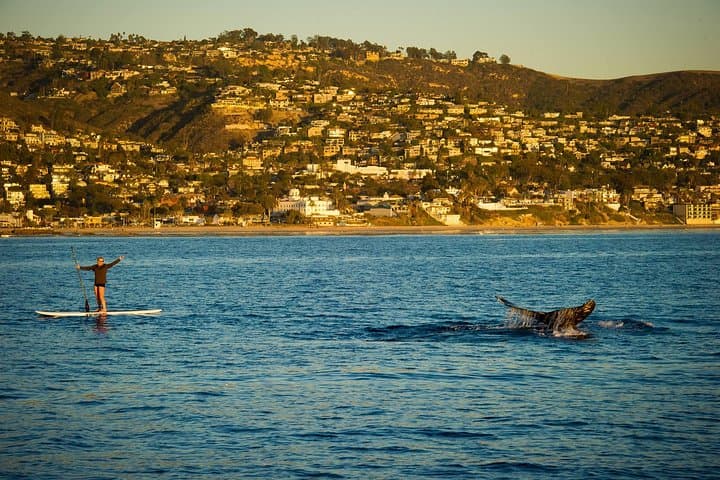 Laguna Beach SUP Lesson and Seal Rock Paddle — Beginner-Friendly Ocean Tour photo 4
