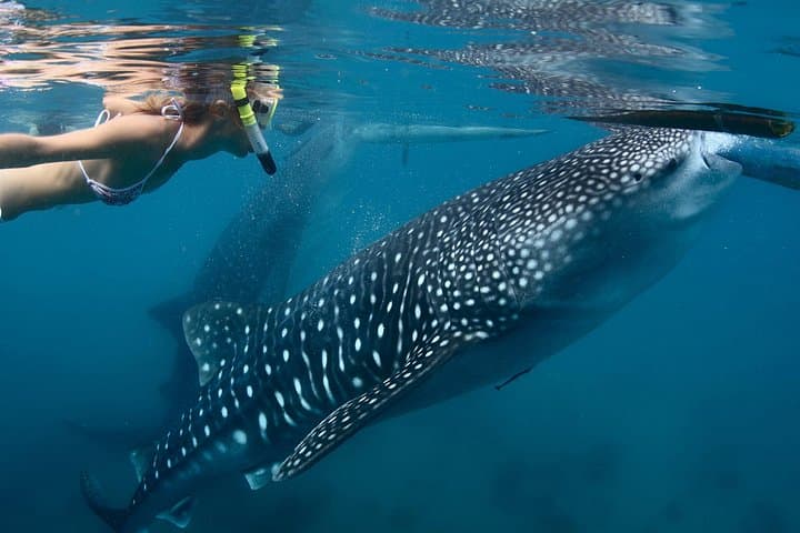 Swim with Whale Sharks in Cancun: Punta Sam to Isla Mujeres Encounter photo 6