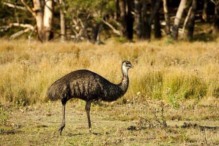 3-Day Melbourne to Adelaide: Great Ocean Road & Grampians Small-Group Tour photo 5