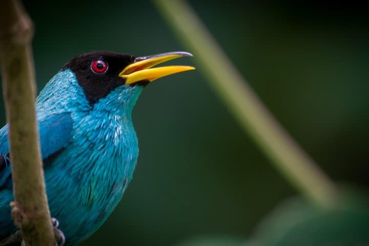 Arenal Volcano Bird Watching Experience: La Fortuna Guided Birding Tour