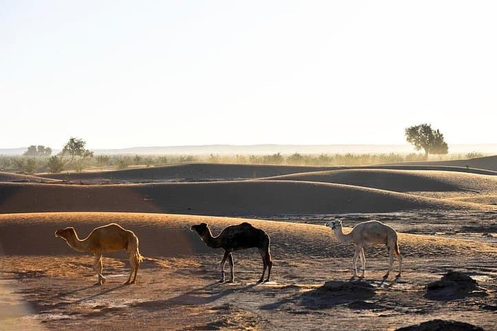 Erg Chegaga Overnight Camel Trek from Mhamid — 2-Day Sahara Desert Camp photo 3