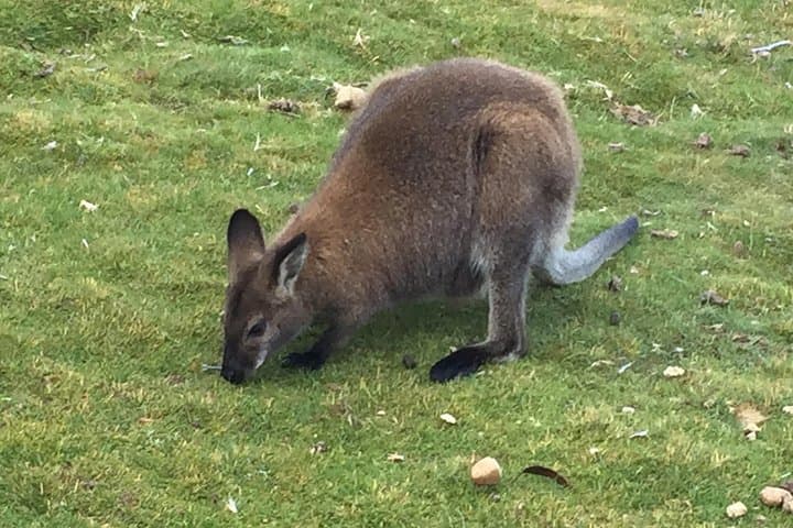Cradle Mountain Day Tour from Launceston: Dove Lake, Rainforest Walk & Lunch photo 6