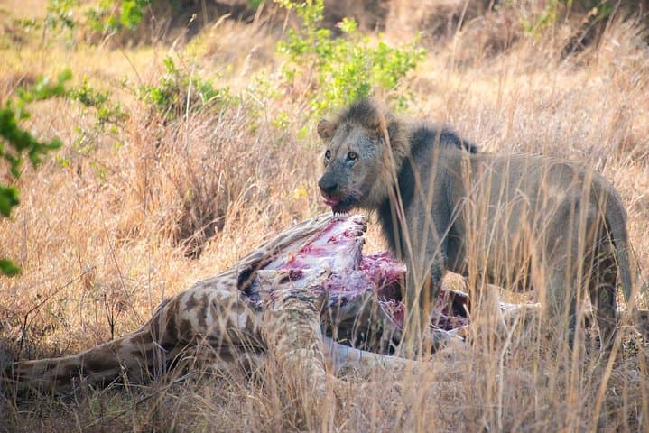 Nairobi Half-Day Wildlife and Cultural Tour: A Practical Guide for Adventurers photo 2