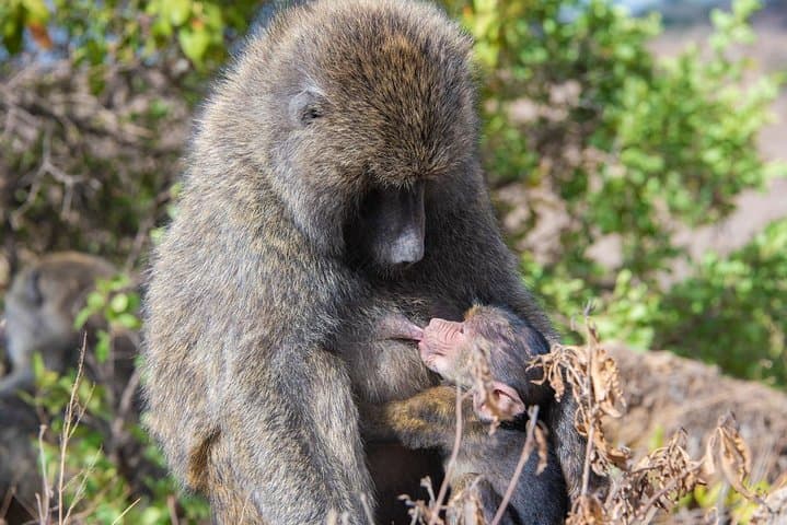 Nairobi Half-Day Wildlife and Cultural Tour: A Practical Guide for Adventurers