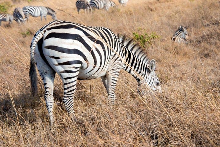 Early Morning Game Drive in Nairobi National Park: Safari with City Skyline Views photo 5