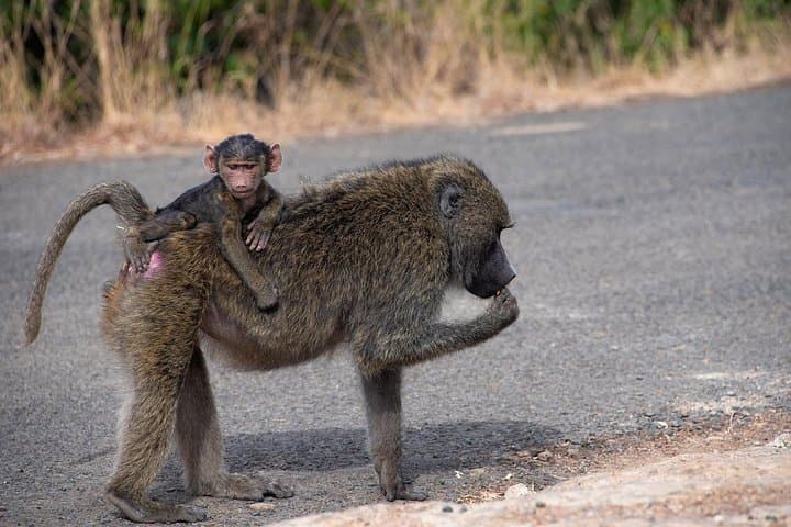 Half-Day Nairobi Tour: Nairobi National Park Game Drive & Giraffe Centre Encounter photo 4