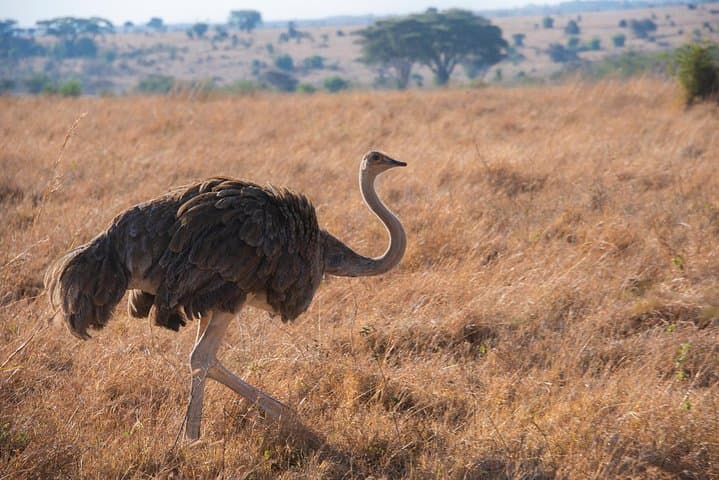 Early Morning Game Drive in Nairobi National Park: Safari with City Skyline Views photo 6