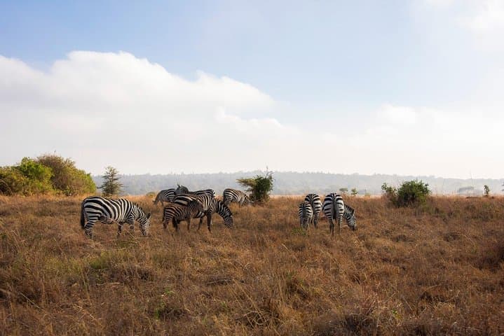 Early Morning Game Drive in Nairobi National Park: Safari with City Skyline Views photo 4