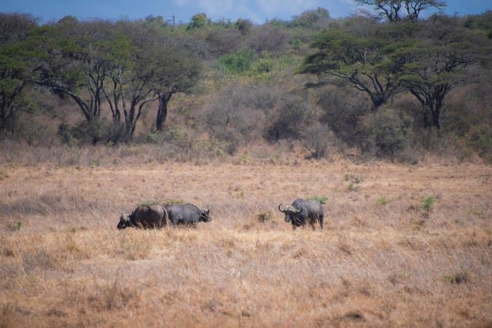 Nairobi Half-Day Wildlife and Cultural Tour: A Practical Guide for Adventurers photo 6