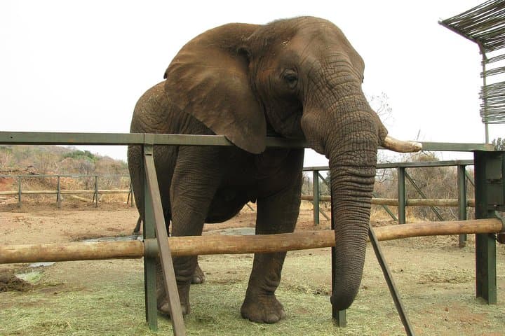 Hartbeespoort Elephant Sanctuary: Walk with African Elephants on a Day Tour from Johannesburg photo 6