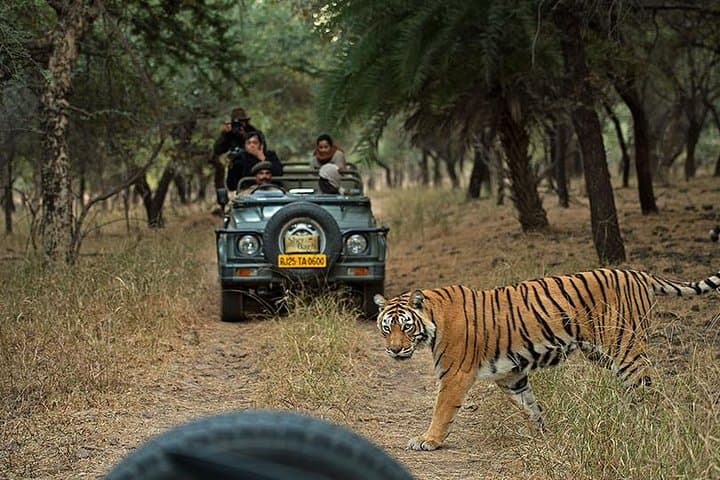 Ranthambhore & Golden Triangle: 5-Day Private Tiger Safari with Taj Mahal Sunrise photo 2