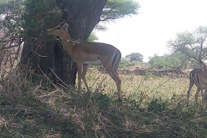 3-Day Northern Tanzania Safari: Ngorongoro, Tarangire & Lake Manyara photo 4