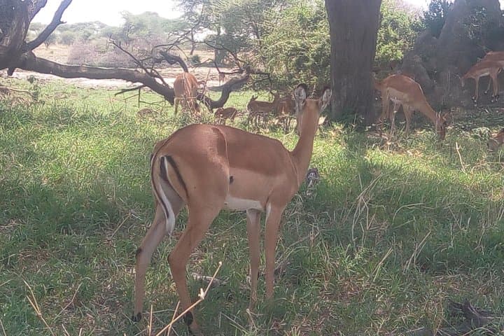 3-Day Northern Tanzania Safari: Ngorongoro, Tarangire & Lake Manyara photo 5