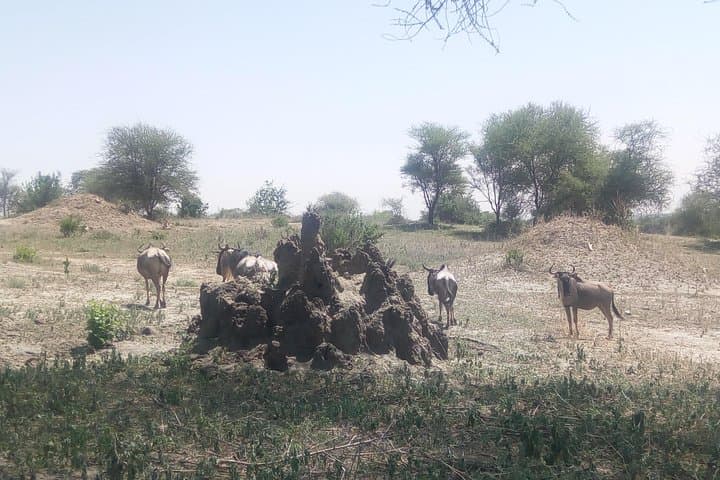3-Day Northern Tanzania Safari: Ngorongoro, Tarangire & Lake Manyara photo 6
