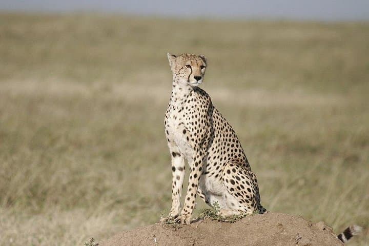 3-Day Maasai Mara Safari — Budget or Luxury Wildlife Package from Nairobi photo 1