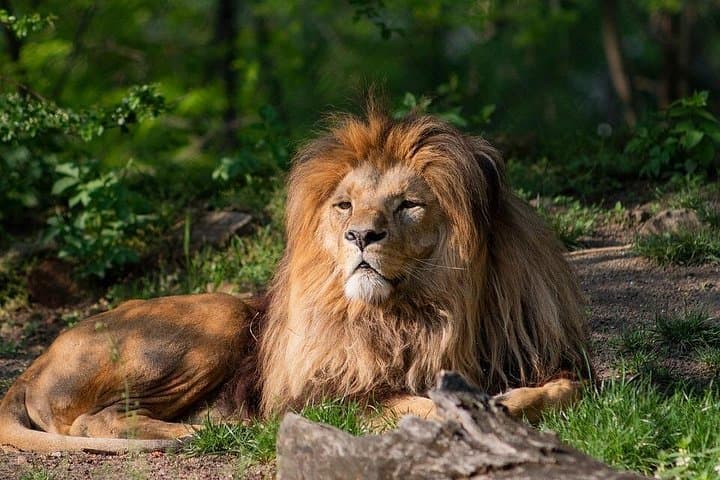 3-Day Maasai Mara Safari — Budget or Luxury Wildlife Package from Nairobi photo 2