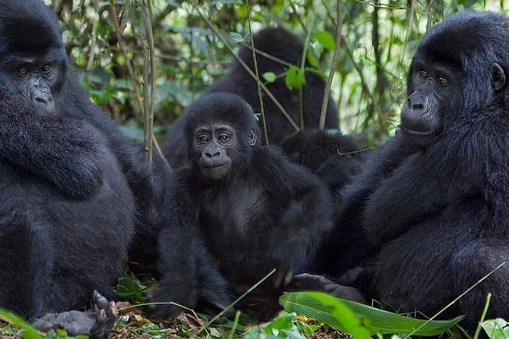 3-Day Gorilla Trekking Adventure in Bwindi Impenetrable National Park