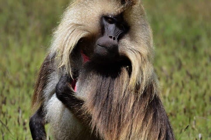 Day Trip to Debre Libanos & Portuguese Bridge: Gelada Baboons, Jema Gorge & Tej Tasting photo 3