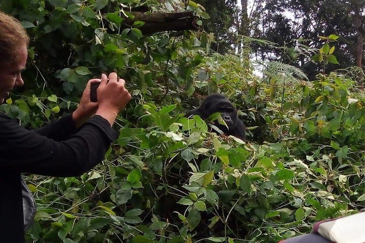 3-Day Gorilla Trekking Adventure in Bwindi Impenetrable National Park photo 2