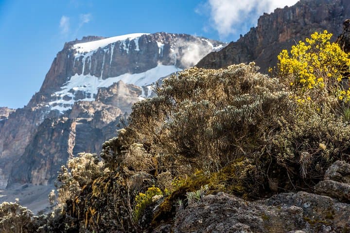 Kilimanjaro Rongai Route: 7-Day Summit Trek to Uhuru Peak photo 3