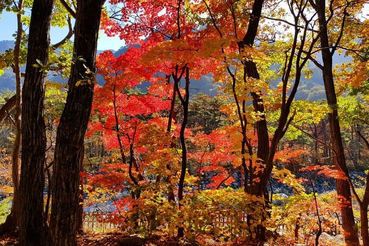 Seoraksan & Nami Island Private Driver Day Trip from Seoul photo 5
