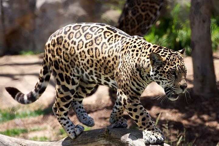 3-Day Maasai Mara Safari — Budget or Luxury Wildlife Package from Nairobi photo 4