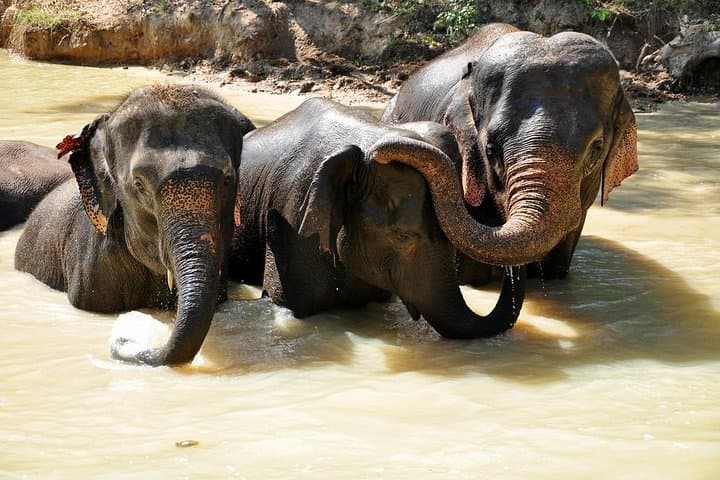 Doi Inthanon Day Tour: Ethical Elephant Sanctuary, Summit Pagodas & Pha Dok Saew Trek photo 3