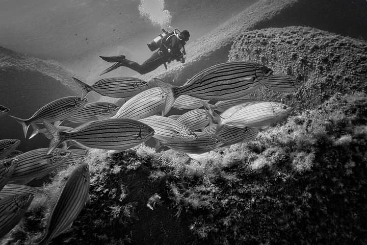 Explore Capo Carbonara: 6-Dive Package in Sardinia's Marine Reserve