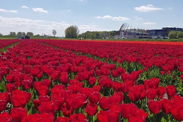 Keukenhof private tour: tulip fields, windmills & Volendam in one day photo 2