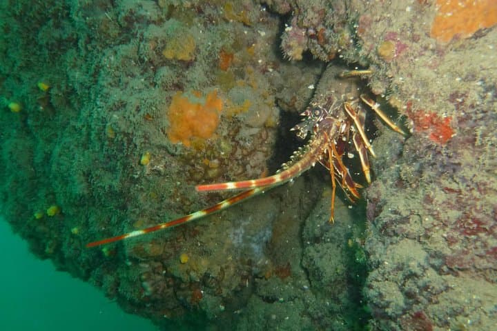 Eight Double Dives in Capo Carbonara Marine Protected Area — Sardinia Scuba Package