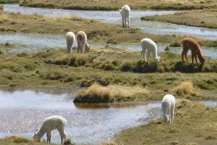 Puno to Colca Canyon: 2-Day Chivay & Cruz del Condor Adventure photo 2