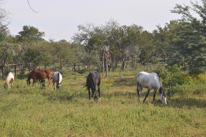 Pony Riding at Notwane Dam: Guided Family Rides Near Gaborone photo 3