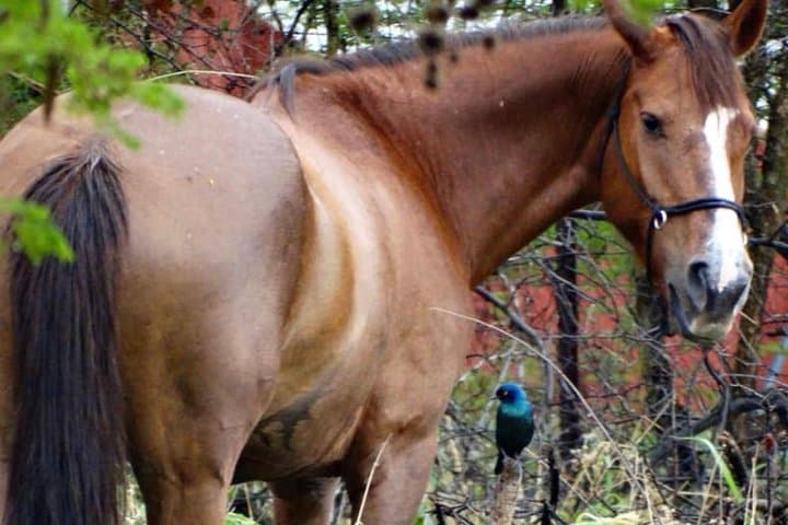 Notwane Dam Guided Horseback Ride: Equestrian Trails Near Gaborone photo 6