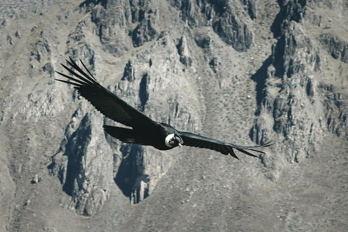 Puno to Colca Canyon: 2-Day Chivay & Cruz del Condor Adventure photo 4