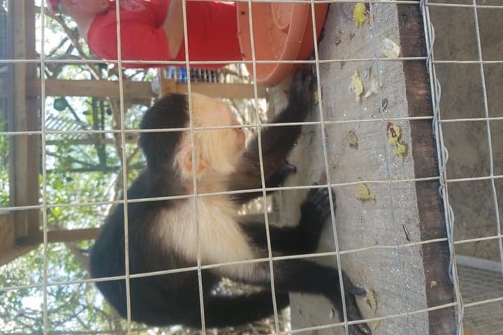 Roatán Sloth Park, Snorkel & West Bay Beach Excursion photo 3