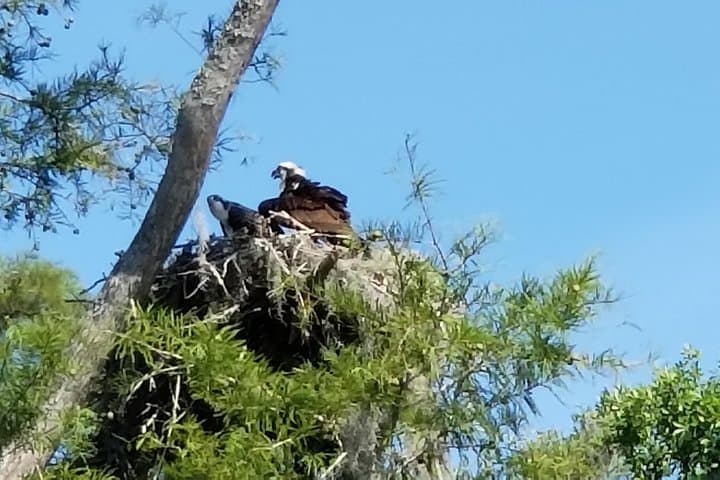 Waccamaw River Nature and Wildlife Boat Tour from Myrtle Beach