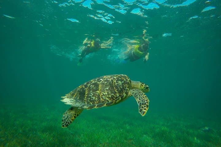 Cancun Reef Snorkeling and Parasailing Combo — Sea Turtles to Sky-High Views photo 4