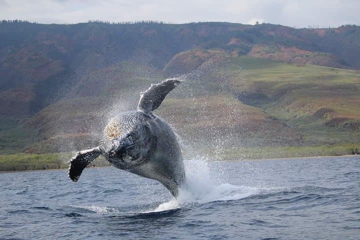 VIP 12-Guest Ultimate Whale Watch — Close-Quarters Humpback Encounters from Lahaina photo 4