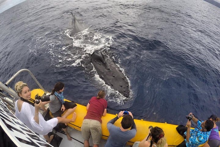 VIP 12-Guest Ultimate Whale Watch — Close-Quarters Humpback Encounters from Lahaina