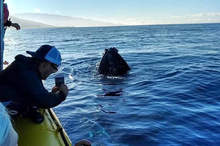 VIP 12-Guest Ultimate Whale Watch — Close-Quarters Humpback Encounters from Lahaina photo 5