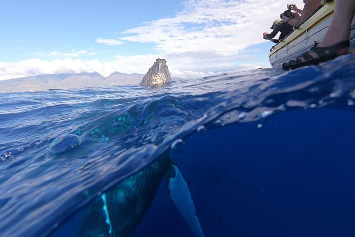 VIP 12-Guest Ultimate Whale Watch — Close-Quarters Humpback Encounters from Lahaina photo 6