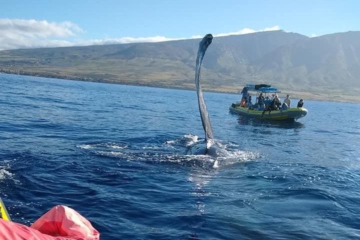 VIP 12-Guest Ultimate Whale Watch — Close-Quarters Humpback Encounters from Lahaina photo 3