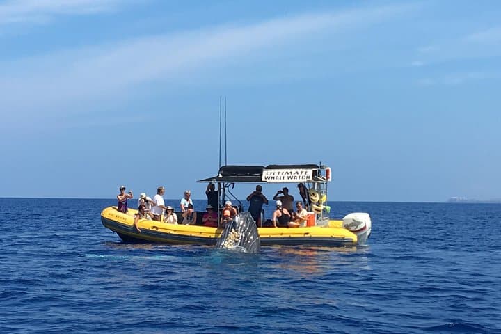 VIP 12-Guest Ultimate Whale Watch — Close-Quarters Humpback Encounters from Lahaina photo 2